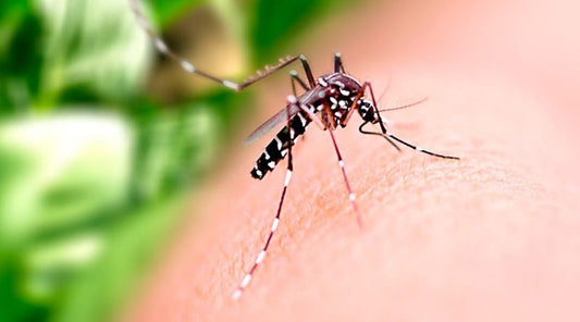 Drones na Luta Contra a Dengue: Tecnologia Inovadora para Combater o Mosquito Aedes aegypti