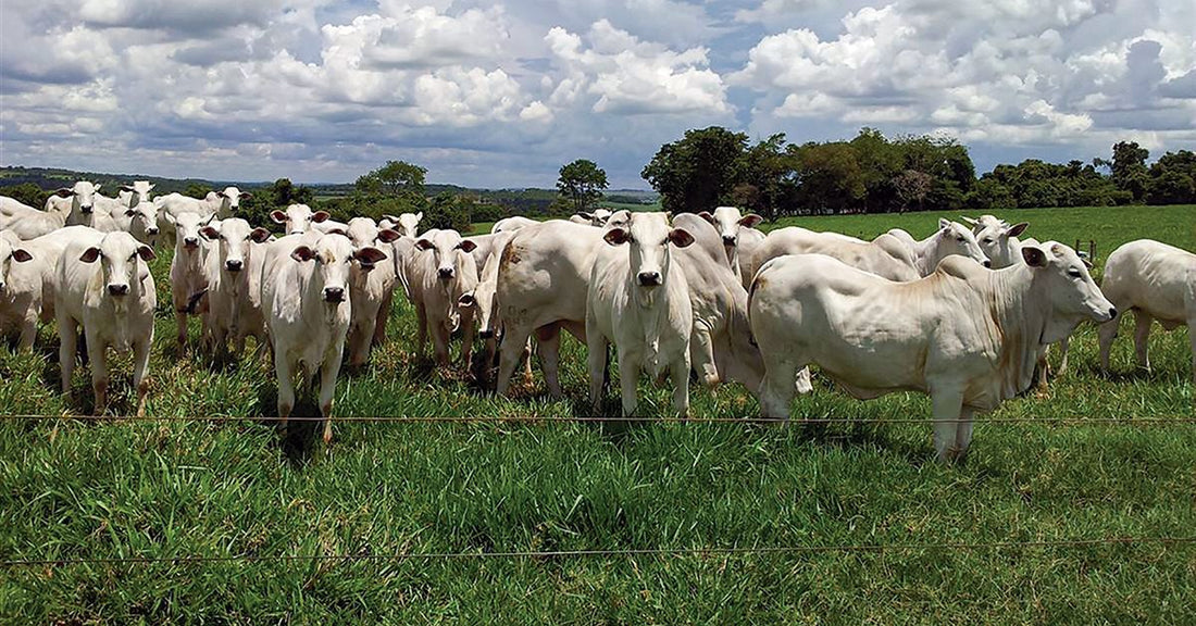 Drones para Monitoramento do Rebanho: Revolucionando a Pecuária com Tecnologia